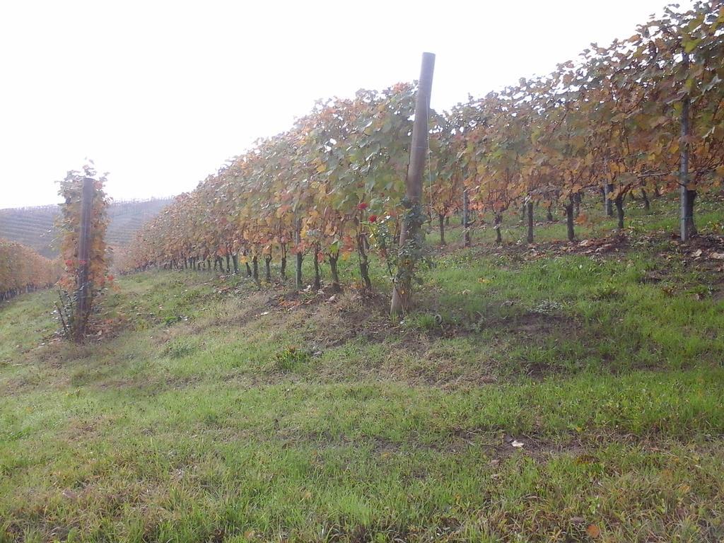 فيلا بارولوفي Agriturismo Il Ciabot المظهر الخارجي الصورة